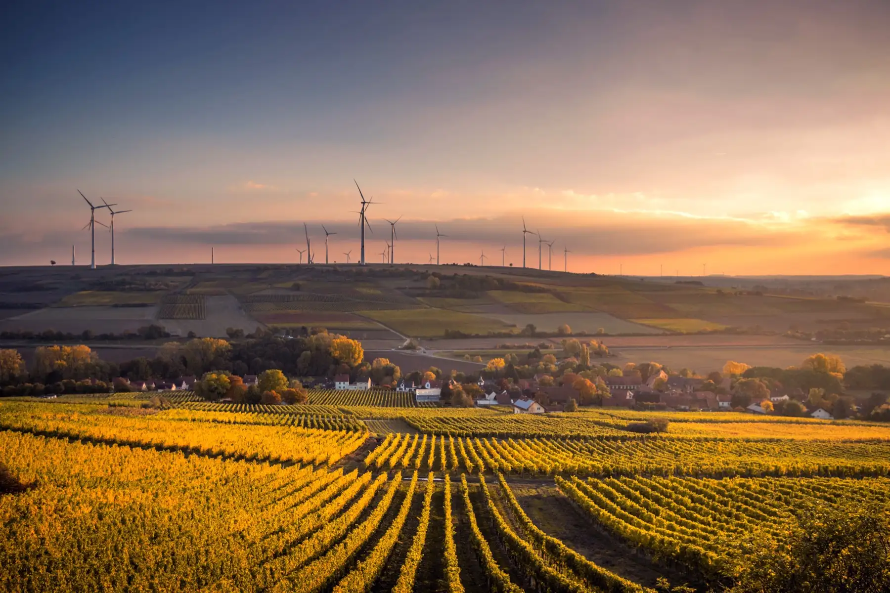 Aerogeneradores sobre un paisaje de viñedos al atardecer